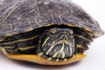 Obraz premium Water turtle isolated, on the white background