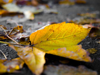 Collection of Beautiful Colorful Autumn Leaves / green, yellow, orange, red at outdoor park, a park of luminous autumnal colors, Golden scene with falling leaves, the sun shining through the trees.