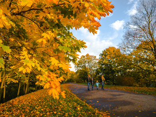 Collection of Beautiful Colorful Autumn Leaves / green, yellow, orange, red at outdoor park, a park...