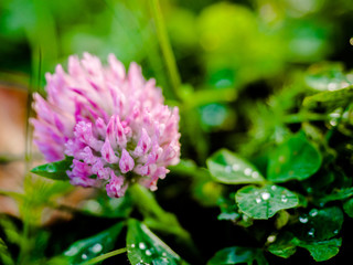 Red flower clovers on green background leaf, Trifolium pratense. Thickets of a blossoming clover. Red clover plants in sunshine. Flowering field with red clover and green grass.