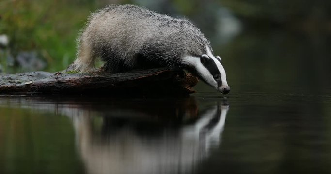 Badger in green forest, animal in nature habitat, Germany, central Europe. Wildlife scene from nature. Animal in wood. Cute black white grey mammal feeding blueberry, badger behaviour. Badger meadow.