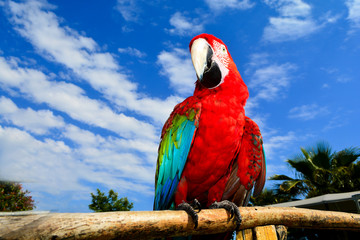 Colorful parrot.Scarlet Macaw