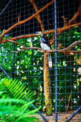 beauty of bird in the park nature