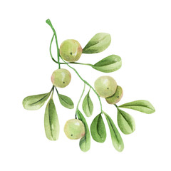 Watercolor mistletoe branch, hand drawn on a white background