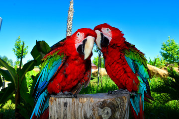 Two red macaw parrots on one branch