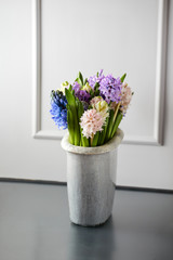 Hyacinthin vase on wooden shelf against neutral wall background with copy space, studio