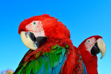 Two red macaw parrots © Bashigo