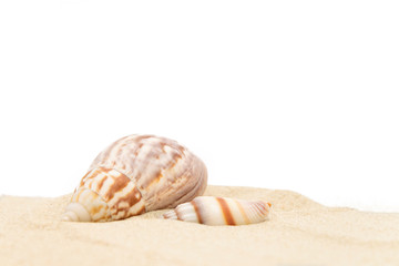 Sea shells close-up on sand on a white isolated background, copy space