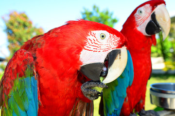 Two red macaw parrots
