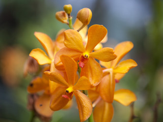 Close up beautiful orange orchid. Macro photo