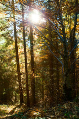 beautiful summer forest with different trees
