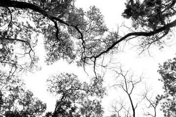 Silhouette tree