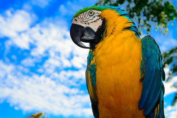 Portrait of a colored parrot.Blue and Gold Macaw