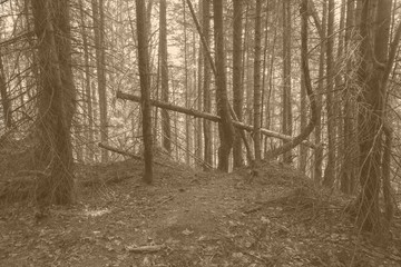 vintage forest background