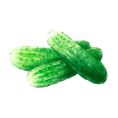 cucumber watercolor illustration on white background