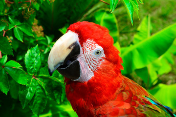 Colorful parrot.Scarlet Macaw
