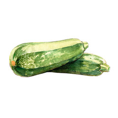 zucchini watercolor illustration on white background
