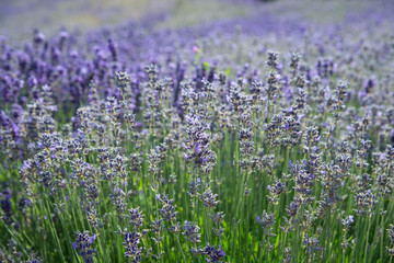floraler Hintergrund aus blühendem Lavendel
