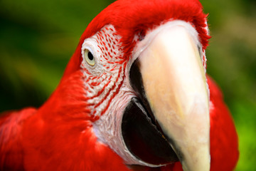 Colorful parrot.Scarlet Macaw