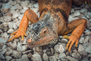 Iguana on the rocks posing