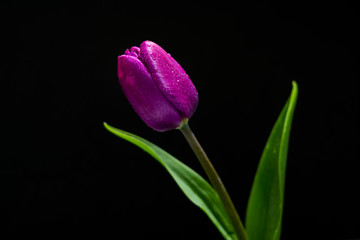 Tulip flower isolated