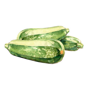 zucchini watercolor illustration on white background