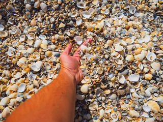 Fototapeta premium The hand takes the shells on the beach