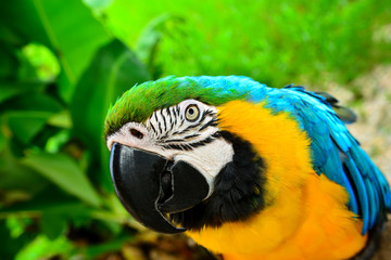 Blue-and-yellow macaw (Ara ararauna), Macaw parrot
