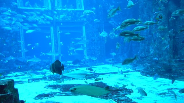 VIDEO, Big Aquarium with sharks fish, stingrays and other attractive marine life