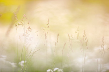 Grasses in the field against defocused background. Dreamy summer view.