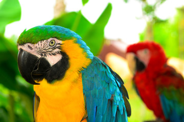 Colorful couple macaws sitting on log