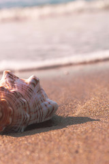 Sea shell on sea shore