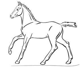 Cute foal is cantering. Vector illustration.