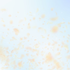 Yellow orange flower petals falling down. Quaint r