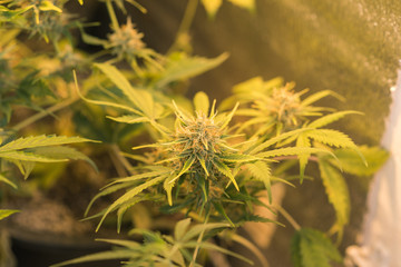 medical cannabis plant in growbox in orange light. Young flowers