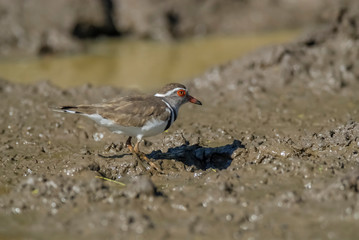  Three banded plover, Africa