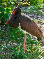 Black stork. Latin name - Ciconia nigra	