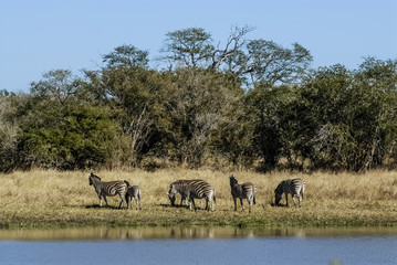 Fototapeta premium Herd of zebras in the African savannah
