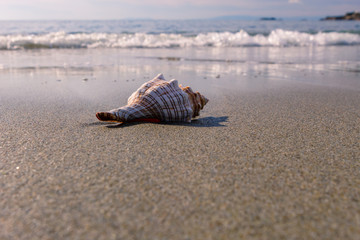 Sea shell on Greek beach