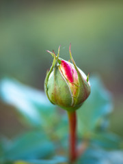 Red rose is not blooming.  Bud rose for Velentine's love. Rosebud. A Closeup of a Beautiful Red budding Rose in the Garden as Spring arrives