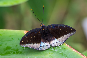 Tropical butterfly sitting on a leaf and resting