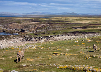 Rockhopper Penguin colony - Pebble Island - Falkland Islands