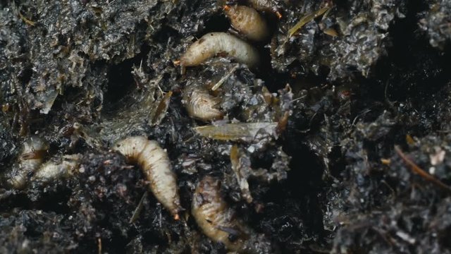 Close up of maggots in manure or fertilizer, larvas crawl in feces or faeces