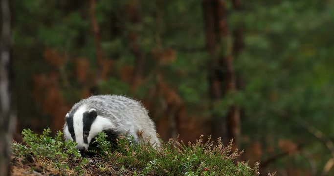 Badger in green forest, animal in nature habitat, Germany, central Europe. Wildlife scene from nature. Animal in wood. Cute black white grey mammal feeding blueberry, badger behaviour. Badger meadow.