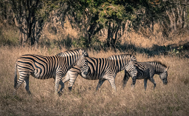 Herd of zebras in the African savannah