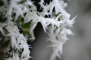 Nature & Snow