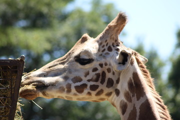 girafe