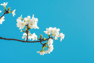 Beautiful cherry blossom sakura in spring time over blue sky.