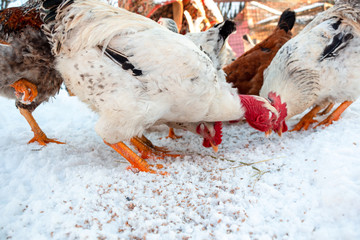 chickens are pecking