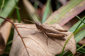 Lesser Marsh Grasshopper, Chorthippus albomarginatus, Omocestus viridulus, Grasshopper, mimicry